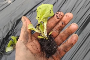 Sadnja salate u plasteniku - na što obratiti pažnju?