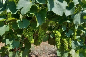 Primjenom biostimulatora do bržeg oporavka vinograda i maslinika u stresnim uvjetima