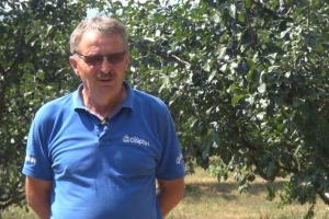 Za cijenu šljive koju otkupljivači nude, ne isplati se ni brati