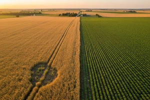 Smanjene površine pod pšenicom