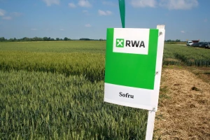 Vladarica hrvatskih polja ostvarila prinos od 10.690 kg/ha