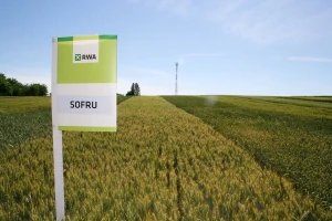 Nije skinuta s trona: RWA pšenica Sofru obranila titulu vladarice hrvatskih polja