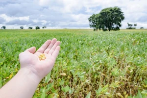 Potpora za proteinske usjeve i proizvodnju proteina visoke kvalitete bez GMO-a?