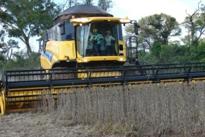 Najmanje površine pod uljanom repicom od 2011.