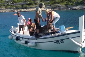 Spasili magaricu s pustog otoka i privremeno ju udomili - ipak će biti vraćena vlasniku?