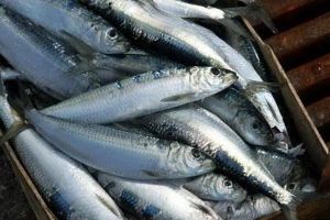 Sardina osvaja azijsko tržište