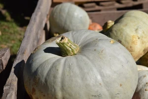 Gigantske ljepotice: turkinje su odlično rodile - iskoristite to