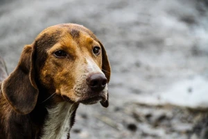 Sterilizacija pasa: Akcija se nastavlja u još četiri međimurske općine