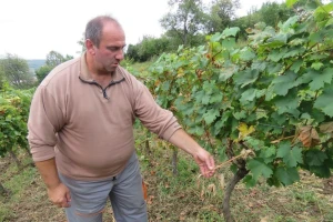 Ni grozda za pojesti - divlje svinje poharale vinograde na brdu Lipovica