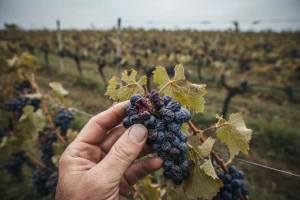 Štetu od tuče prijavilo 150 vinogradara