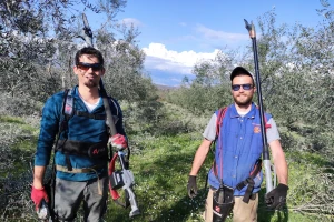 Kako mladi agronomi Stjepan i Toni grmolike masline pretvaraju u polikonične vaze?