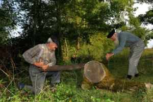 Pronađen kradljivac bukve