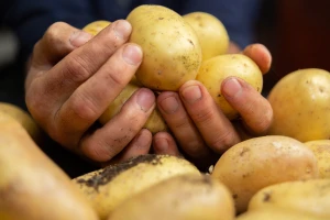 Od hrane za siromašne do globalnog hita: Istina o krumpiru koja će vas iznenaditi