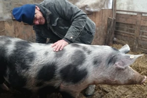 Lobiji izbacili krmače iz HR sela - vratimo ih!