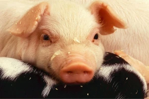 Zbog afričke svinjske kuge u Mađarskoj pojačane biosigurnosne mjere u Hrvatskoj, naložen i odstrel 2.500 grla divljih svinja