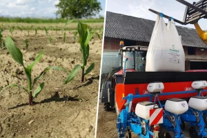 Predsjetvena i startna gnojidba okopavina - na što paziti?