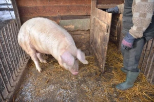 Kada je trihineloza u pitanju - opreza nikad dosta
