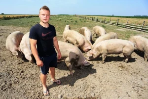 Izvoz svinja u pogonu, mljekari vežu cijenu za EU?