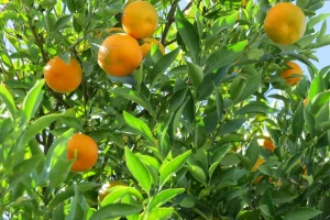 Neretvanska mladež: Program potpore za mandarine je manjkav i loš, tražimo doradu