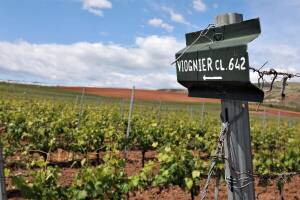 Tikveš između baštine i algoritama: Kako se velika vinarija vratila vinogradu