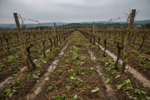 Tisno: uništeno 70.000 trsova vinove loze
