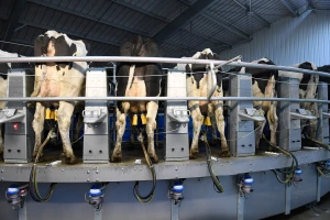Tisuće krava i 60 robota: U Ukrajini nastaje najveća robotizirana farma na svijetu