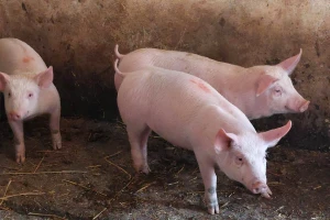U Spačvanskim šumama leže mrtve divlje svinje, a domaće ćemo ubiti do kraja mjeseca?