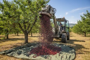 Tresačica "obere" marašku za 2 sekunde