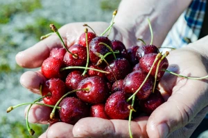 Stiv se vratija iz Merike i platija da bi gušta u krađi trišanja