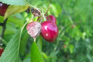 Trešnjama prijeti bolest koja može uništiti urod, pomažu mlijeko i soda bikarbona