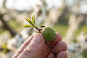 Tretiranje šljivine osice u uvjetima eko uzgoja