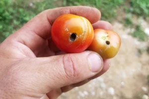 Kako se riješiti lisnog minera rajčice koji napada i druge povrtne vrste?
