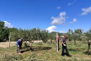 Najveći maslinik u BiH prostire se na više od 500 tisuća kvadrata