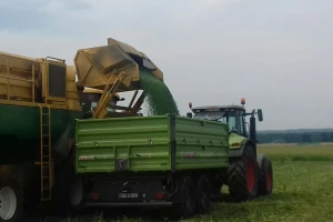 U Podravini počela berba graška posijanog na 125 hektara