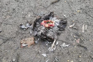 Vlasnici očajni, lisice ulaze u dvorišta i kolju perad!