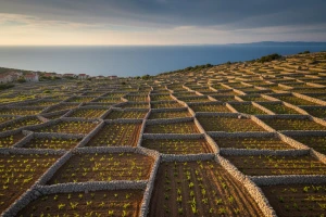 U vinogradu u kamenu 28 tisuća novih trsova