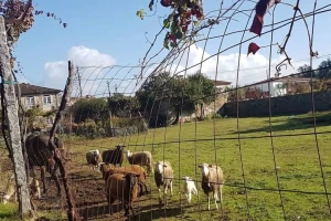 Učenici požeške škole zanat učili 14 dana u portugalskoj Bragi