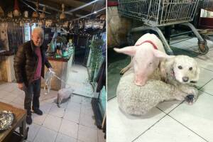 Ukradeni prasac Gucci vraćen kući: Ribar Tonči Čizmić zbog njega prestao jesti svinjetinu