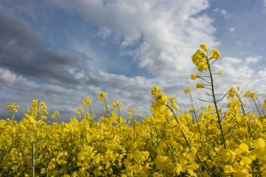 Biogorivom eliminirati GMO u hrani za životinje?