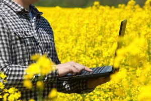 Cijene uljarica rastu unatoč zalihama