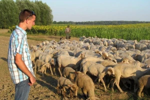 Budućnost ovčarstva u umjetnom osjemenjivanju - ovan u stadu tek kao "korektor"?
