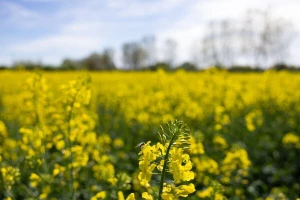 Koji je razlog smanjenja površina pod uljanom repicom, izuzetno vrijednom ratarskom kulturom?