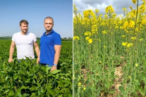 OPG Škrnički vjeran uljanoj repici: Prinos visok i u težim uvjetima