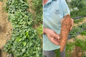 Sadnja batata u svibnju: Priprema, razmaci i njega