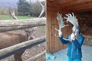 Više od 200 jelena na obiteljskom ranču OPG-a Bičanić