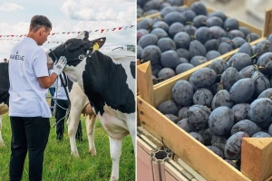 Na Sajmu šljive u Gradačcu prvi put i izložba mliječnih pasmina goveda