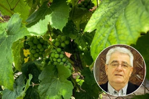 Tko želi vino piti, mora stalno u vinogradu biti