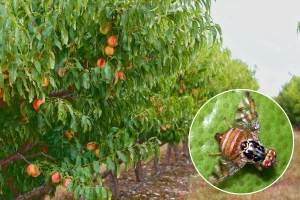Voćari, vrijeme je, poduzmite mjere za suzbijanje sredozemne voćne muhe