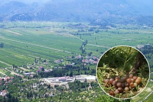 Lani poplava sada tuča - zrna veličine oraha potukla vinograde i voćnjake u zaleđu Ploča