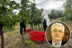 Izreka kaže: Rujanska kiša zlato je njivama, a otrov vinogradima. Tko će imati razloga za veselje?